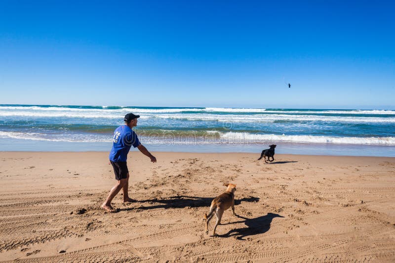 Man Dogs Stick Playtime Beach