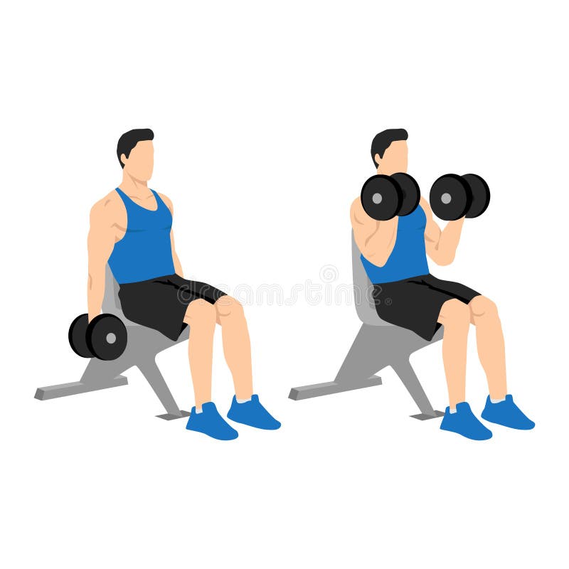 Man doing seated dumbbell bicep curls exercise. Flat vector illustration