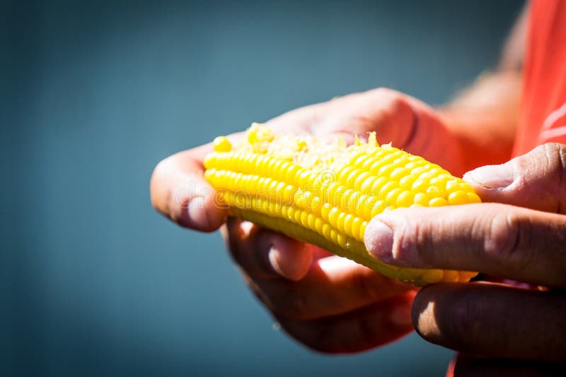 Man Eating Boiled Corn. an Ear of Corn after a Bite Stock Image Image