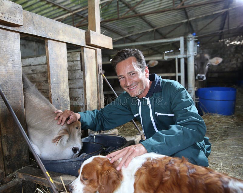 Man farmer with cow and dog in barn stock photography Man farmer with cow and dog in barn stock photography