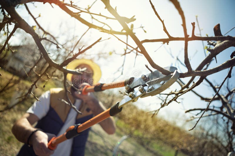 Man farmer cuts with pruning shears fruit trees in a garden