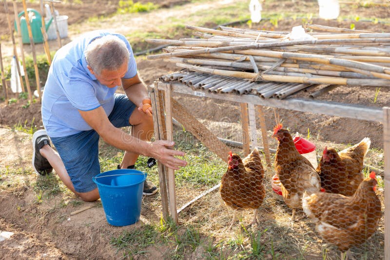 Man farmer taking chickens eggs at chicken-house royalty free stock photography