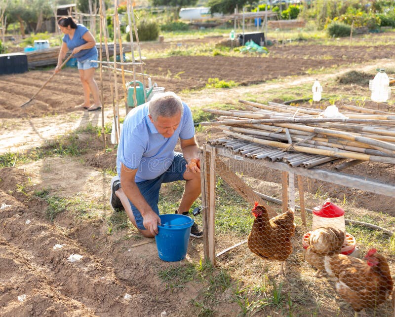 Man farmer taking chickens eggs at chicken-house royalty free stock photo