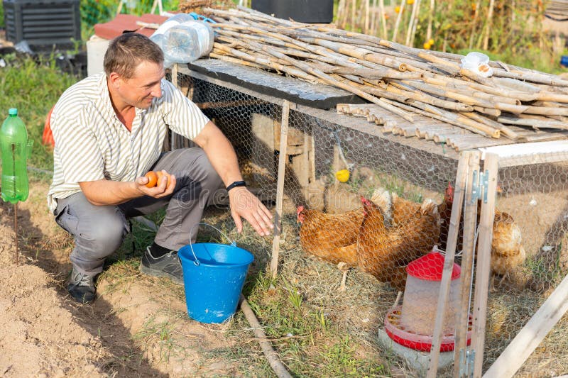Man farmer taking chickens eggs at chicken-house stock image