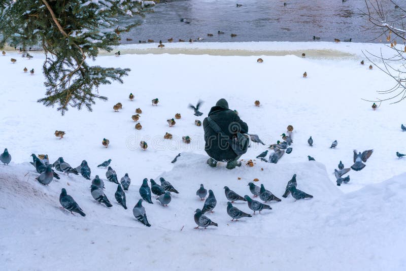 A man is feeding doves and ducks on the frozen river bank in a small old town in winter royalty free stock image A man is feeding doves and ducks on the frozen river bank in a small old town in winter royalty free stock image