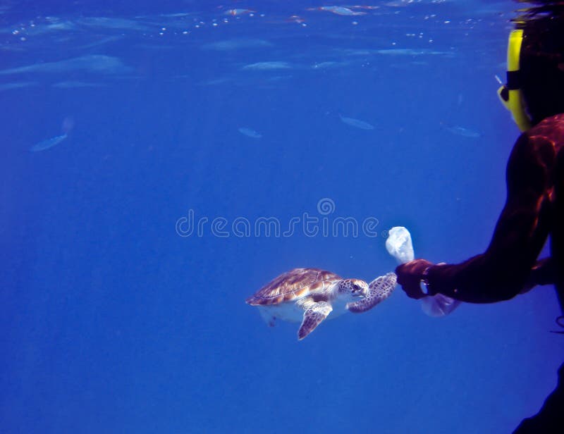 Man feeding a Green Sea Turtle stock photos Man feeding a Green Sea Turtle stock photos