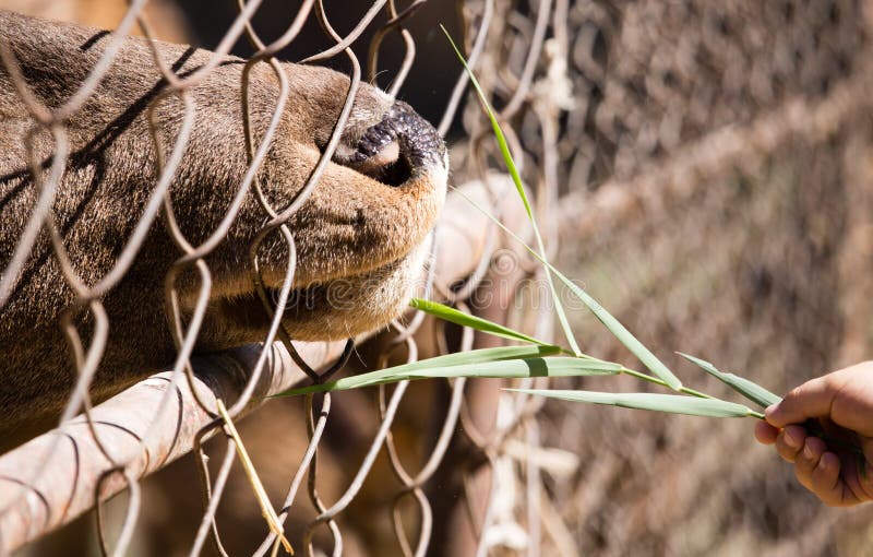 Man Feeds the Animal Behind the Fence at the Zoo Stock Image - Image of