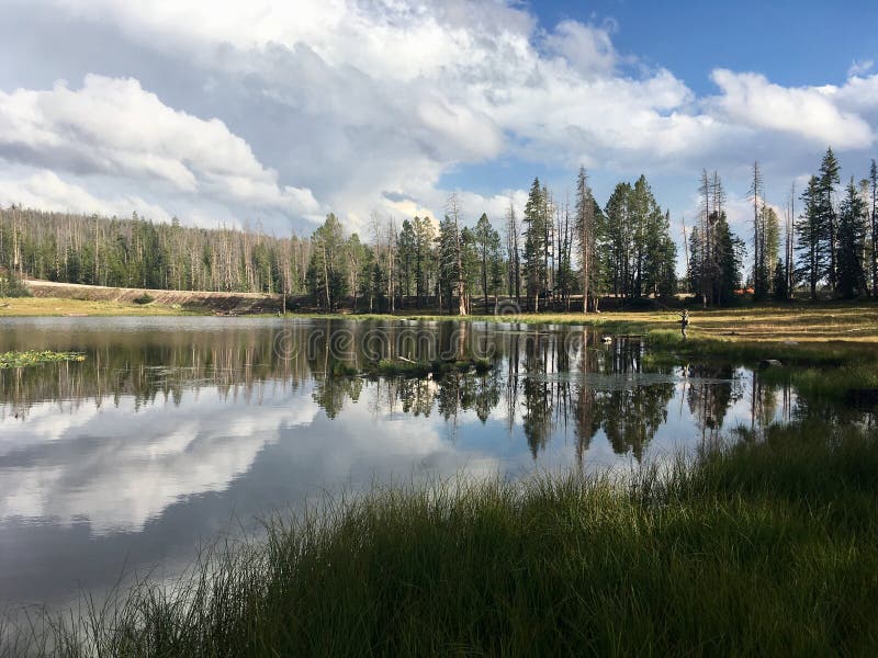 A man fishing in the Lily Lake royalty free stock images A man fishing in the Lily Lake royalty free stock images