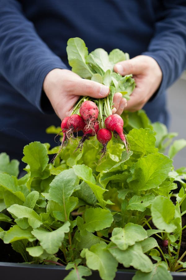 Man Gardener Picking Radish from Vegetable Container Garden on B Stock Image Image of