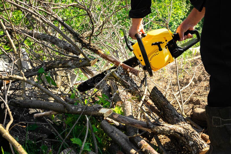 Sawing branches stock image. Image of close, sawdust 271908133