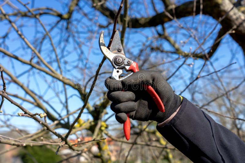 Man going gardening pruning fruit trees with pruning shears spring garden work royalty free stock photo