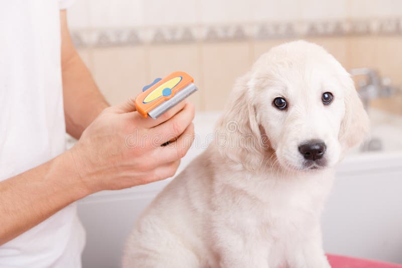 Man grooming of his dog at home royalty free stock image Man grooming of his dog at home royalty free stock image