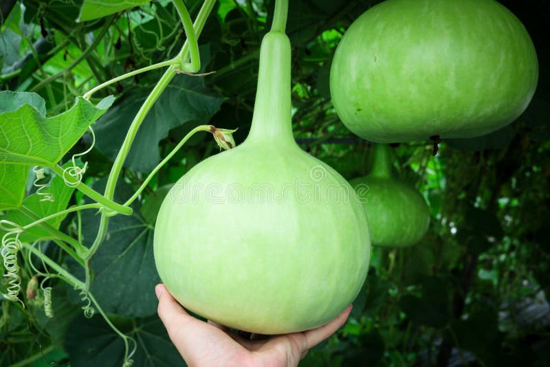 Man hand holding Bottle Gourd or Calabash in field plant