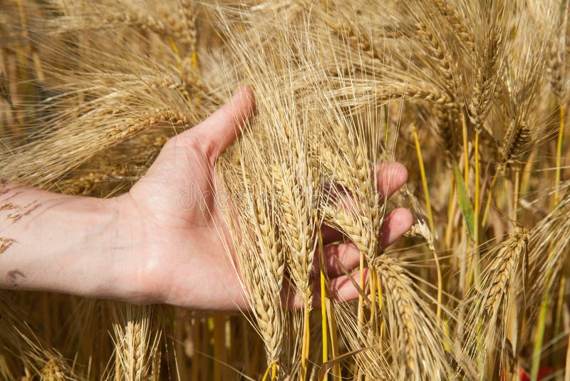 The Man Hand Holding Bunch of Wheat Stock Photo - Image of grow, ears ...