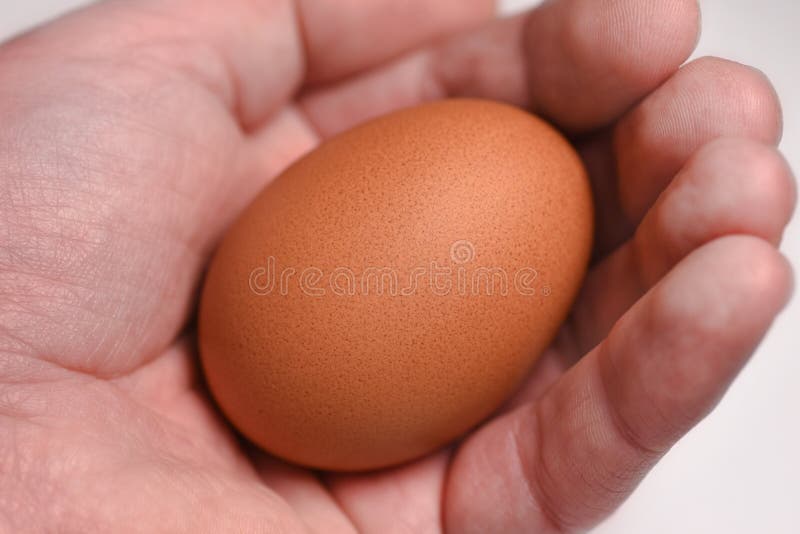 A Mans Hand Holds an Egg. the Origin of Life Stock Image Image of