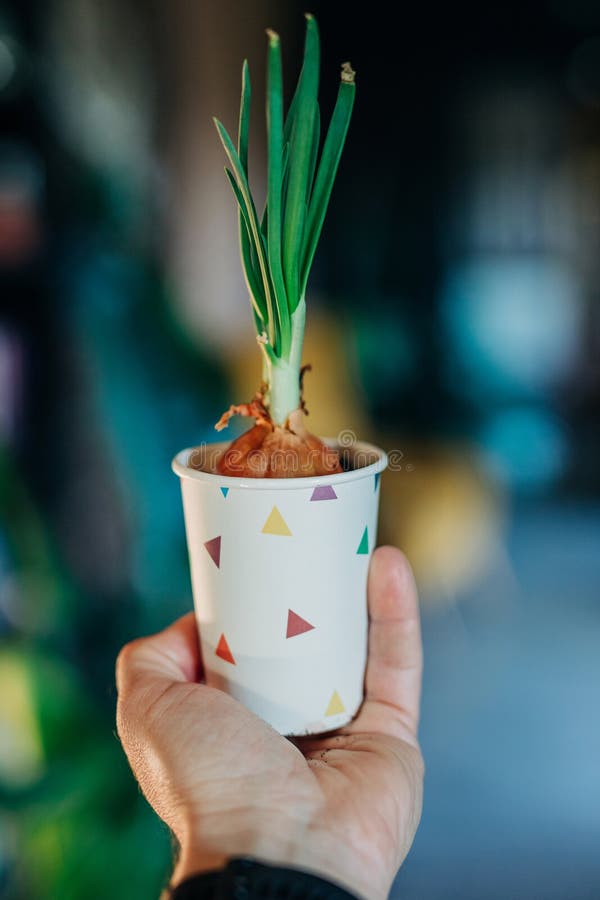 Man hand holds a paper cup with home-grown white onions stock image