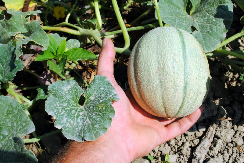 Man hand with an organic melon
