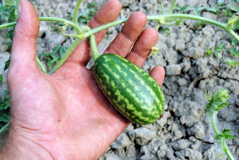 Man hand with an organic water melon