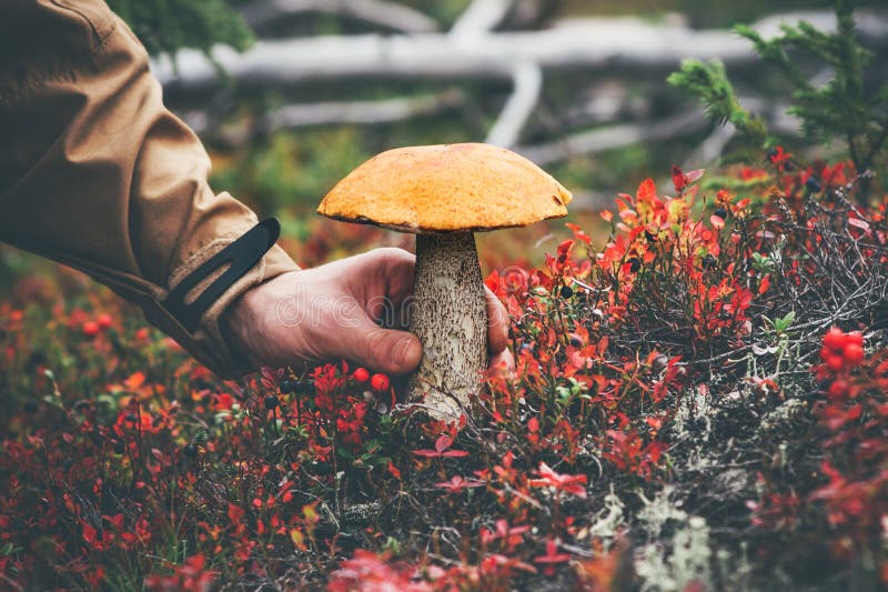 Man hand picking Mushroom orange cap boletus royalty free stock image Man hand picking Mushroom orange cap boletus royalty free stock image