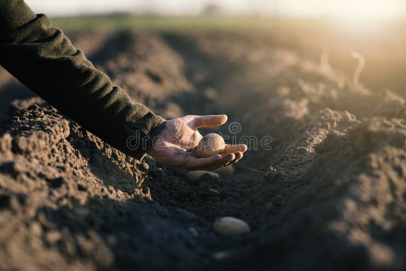 Man hand planting of potatoes into the ground. Seasonal work on a field. Rows of potatoes. Concept of agricultural. Man hand planting of potatoes into the royalty free stock photo Man hand planting of potatoes into the ground. Seasonal work on a field. Rows of potatoes. Concept of agricultural. Man hand planting of potatoes into the royalty free stock photo