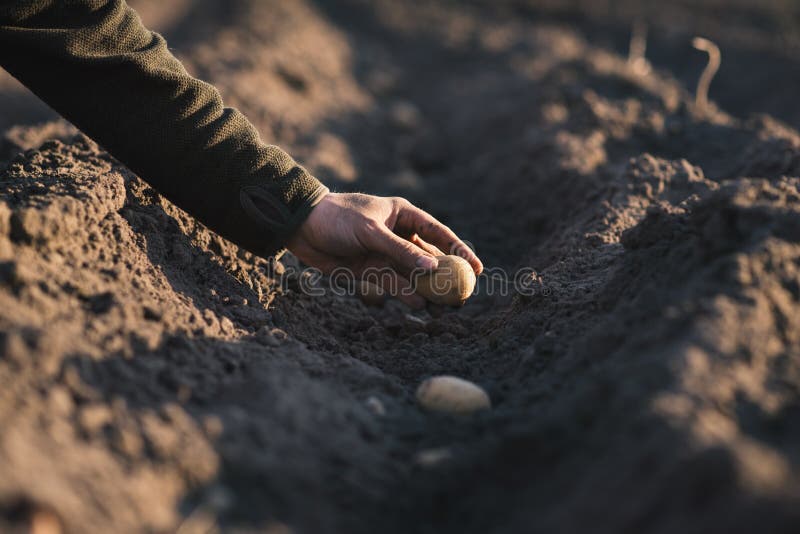 Man hand planting of potatoes into the ground. Seasonal work on a field. Rows of potatoes. Concept of agricultural. Man hand planting of potatoes into the stock images Man hand planting of potatoes into the ground. Seasonal work on a field. Rows of potatoes. Concept of agricultural. Man hand planting of potatoes into the stock images