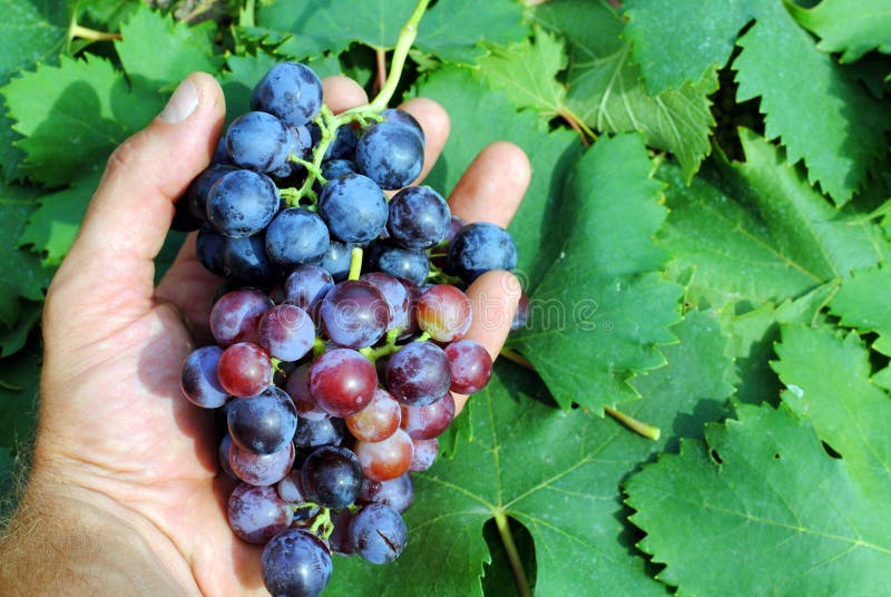 Man hand with a red grapes
