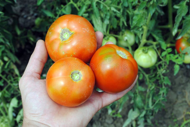 Man hand with three organic tomatoes