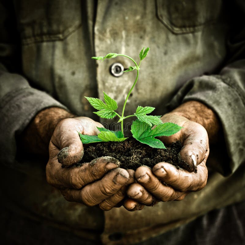 Man hands holding a green young plant