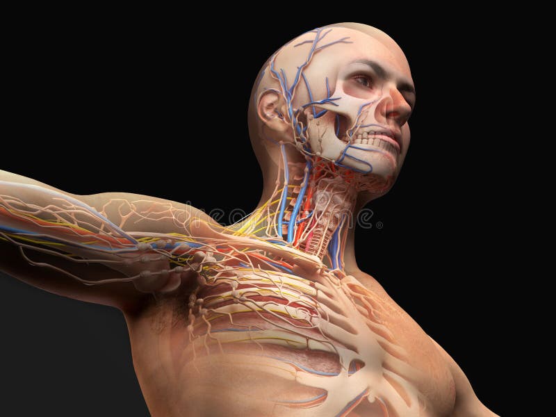 Man Head and Chest Anatomy Diagram with Ghost Effect Stock Illustration -  Illustration of cutaway, body: 143928560