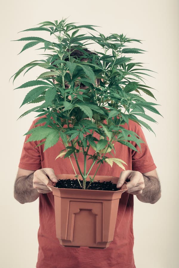 Man holding Cannabis pot stock image Man holding Cannabis pot stock image