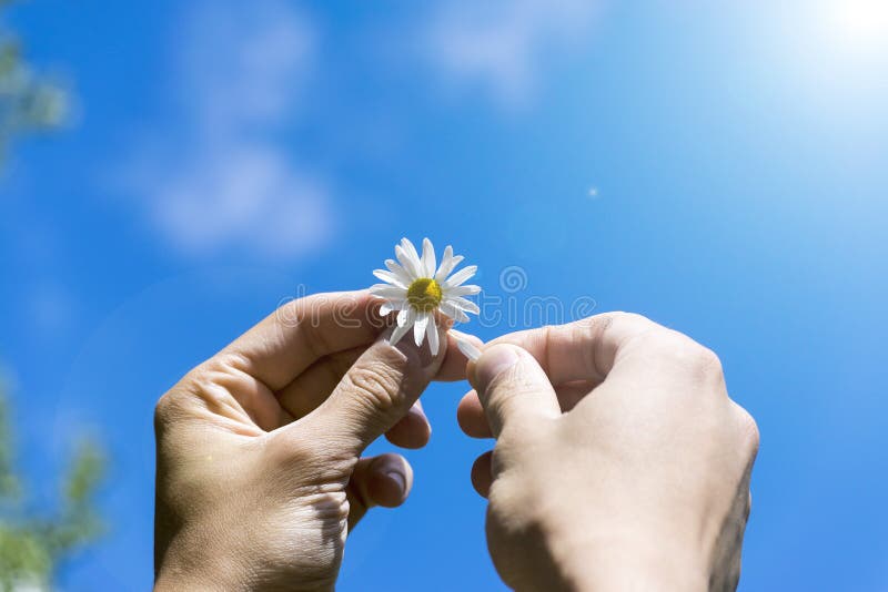 A man holding a Daisy in his hands. The concept of divination, luck and fate. Morning, summer, Sunny skies