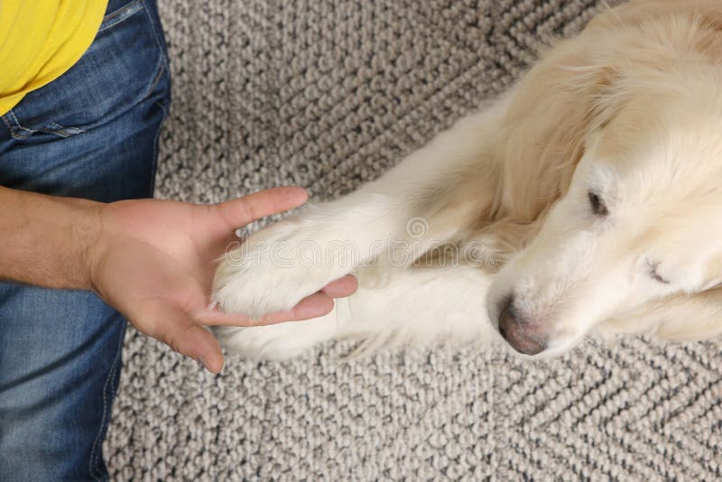 Man Holding Dog`s Paw on Blanket, Top View Stock Image Image of