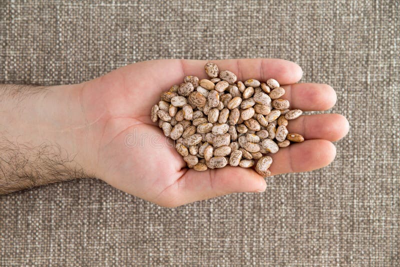 Man holding a handful of dried pinto beans displayed in his palm, a variety of kidney bean with a mottled skin popular in the United States, overhead view