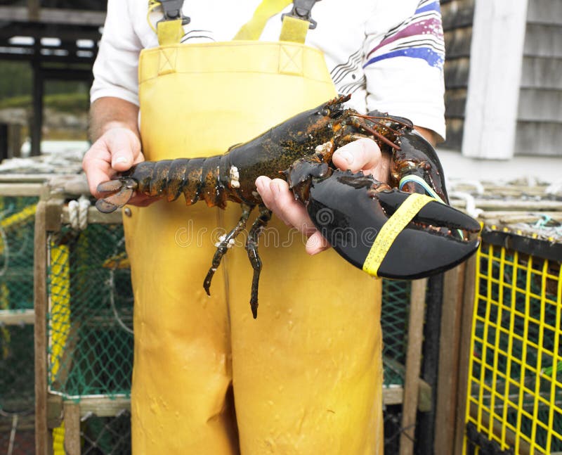 Man Holding Lobster royalty free stock photography