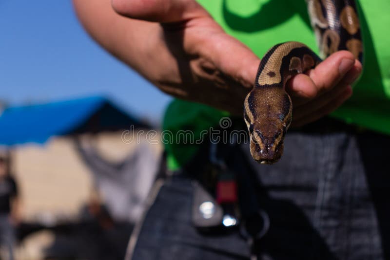 Small python hi-res stock photography and images - Alamy