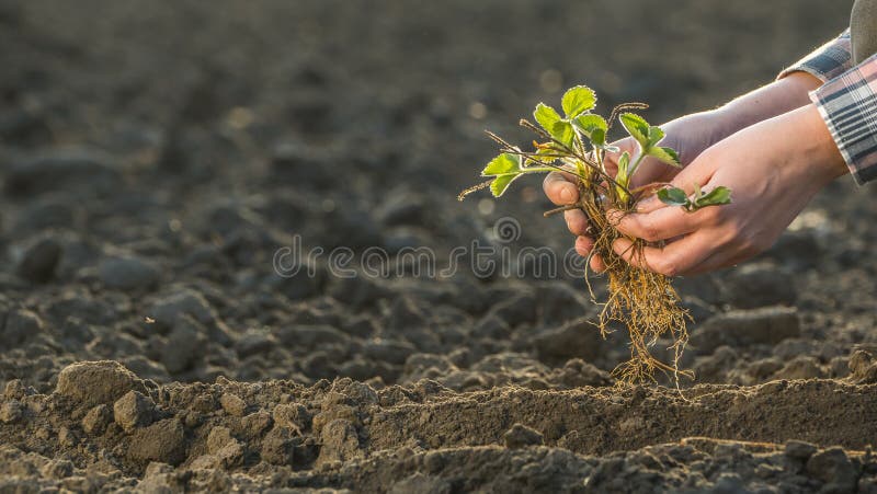 A man is holding a strawberry seedling over a field. Spring work in the garden