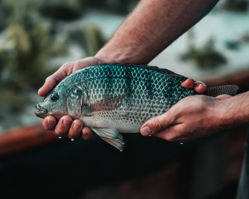 Man holding a Tilapia fish, green blur background