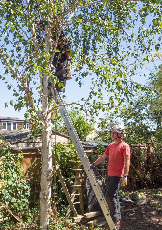 Man holds a ladder for a tree surgeon working up a tree. Man holds a ladder for a tree surgeon working up a tree.