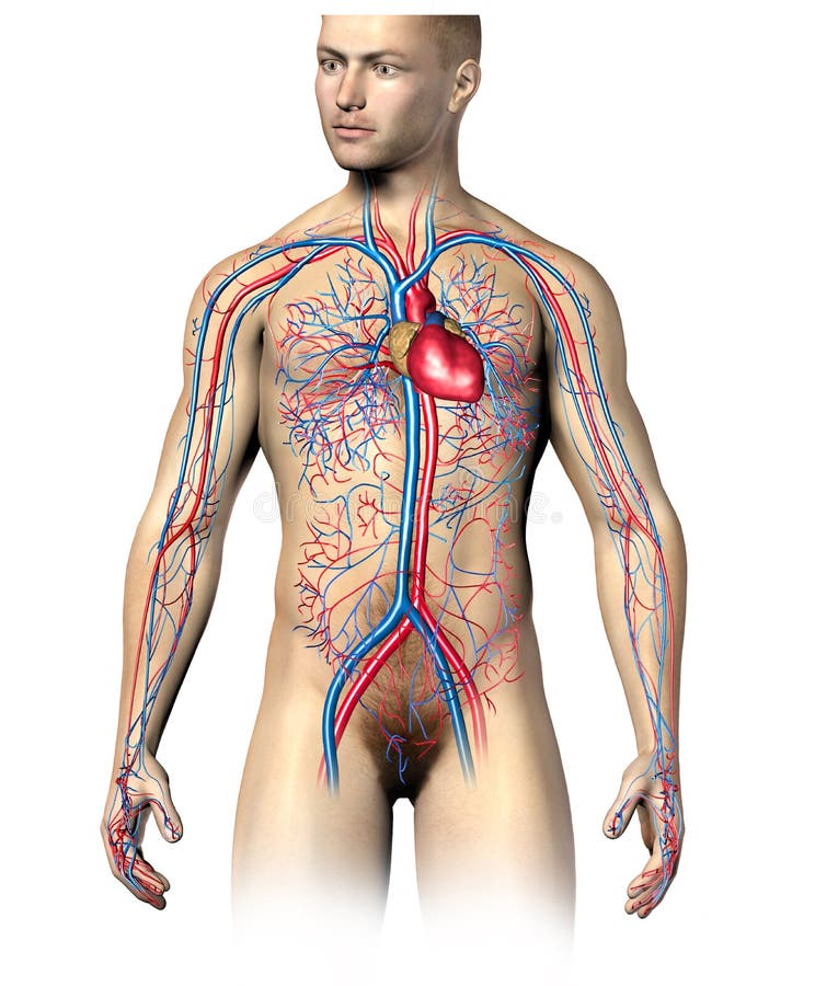 Как выглядит система человека Man Human Circulatory System, Upper Part. Stock Illustration - Illustration of r