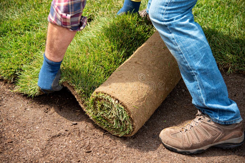 Installing turf rolls in the garden