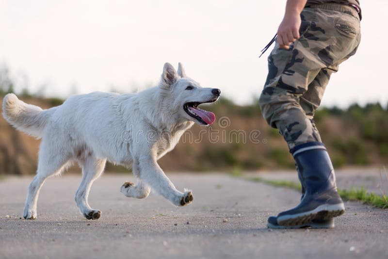 White Swiss Shepherd Pants White Swiss Shepherd Pants