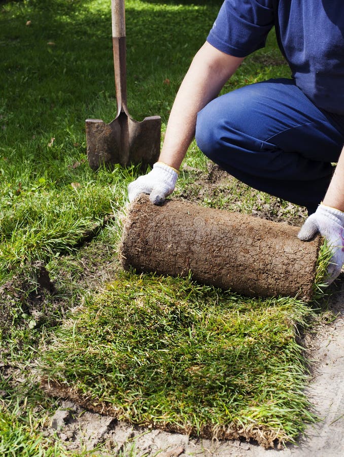 Man laying sod for new garden lawn. royalty free stock image