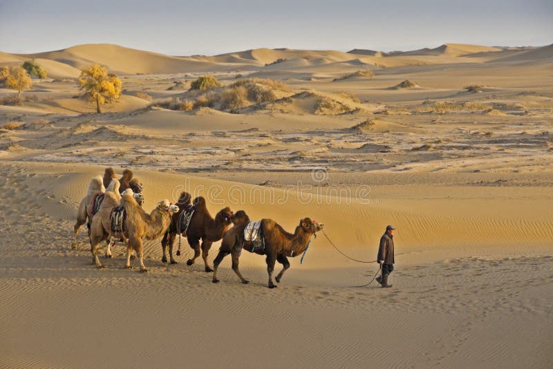 Man leading Bactrian camels in sand dunes of China`s Gobi Desert