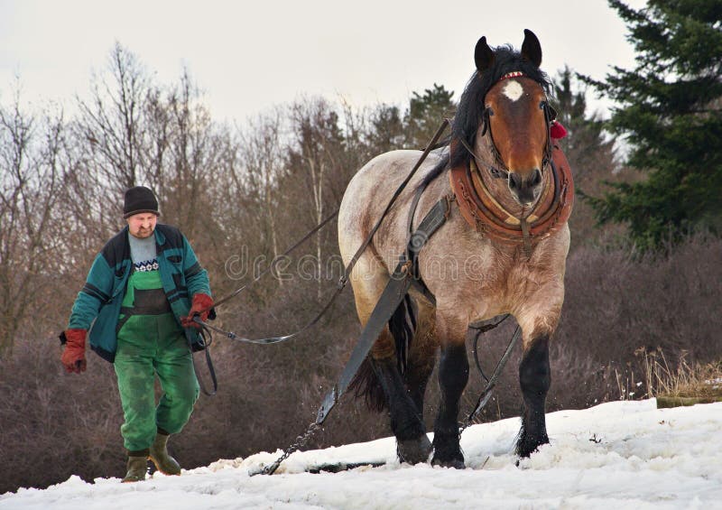 Man leads the working horse in the snow