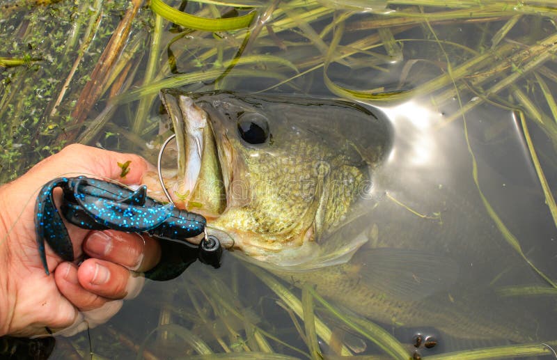 Man Lips Large Mouth Bass Caught on Plastic Lure stock images Man Lips Large Mouth Bass Caught on Plastic Lure stock images