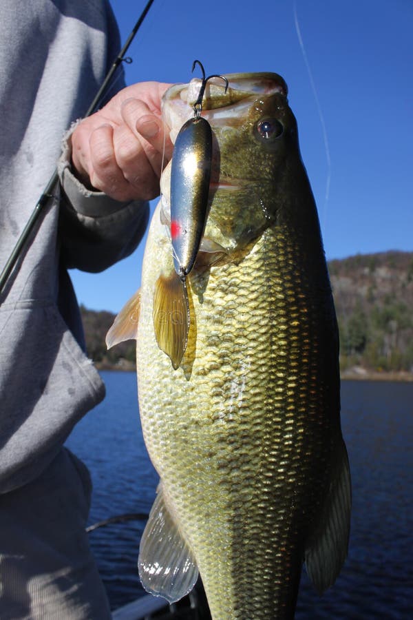 man fishing holding largemouth bass stock photo - image of