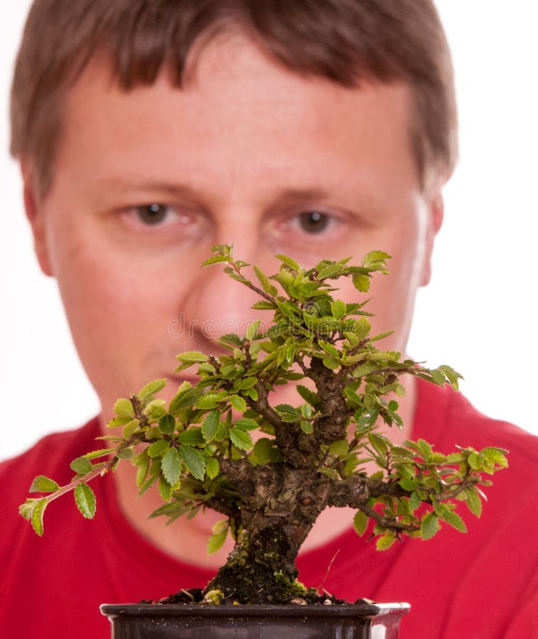 Man Is Looking At A Bonsai Tree Stock Image Image of concentration