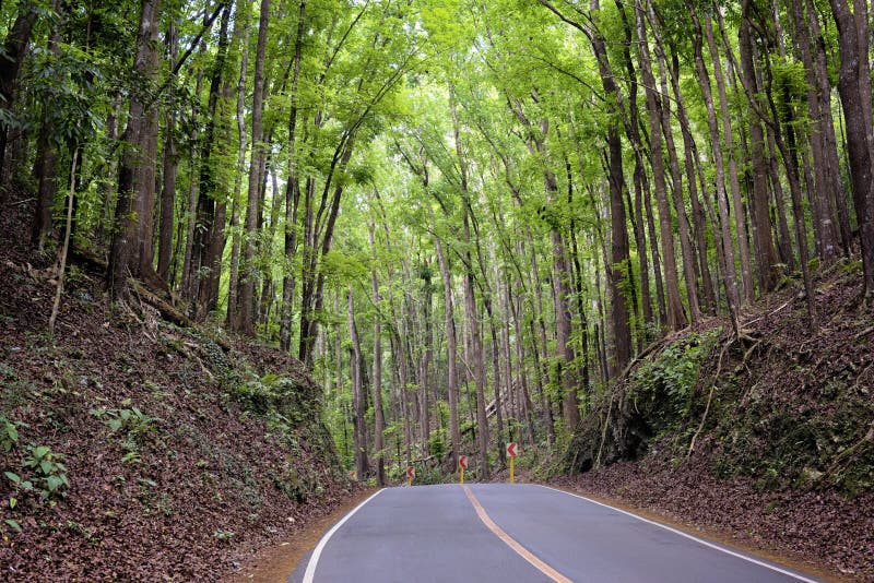 `Man-Made Forest`, Bohol - Philippines