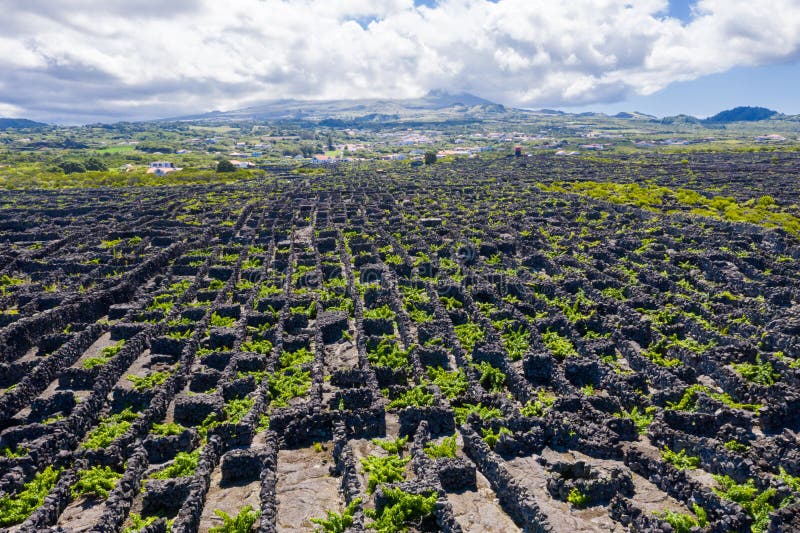 Man-made landscape of the Pico Island Vineyard Culture, Azores, Portugal. Pattern of spaced-out, long linear walls running inland from, and parallel to, the rocky shore with Pico volcano in background