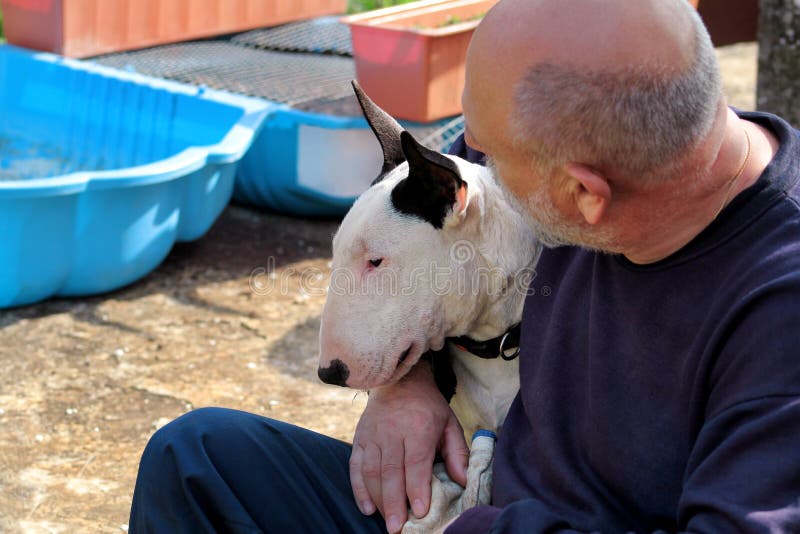 Man med hunden EngelskaBull terrier vit hund i företag med hans ägaresammanträde och tycka om i den trädgårds- utomhus- och dalta arkivfoto Man med hunden EngelskaBull terrier vit hund i företag med hans ägaresammanträde och tycka om i den trädgårds- utomhus- och dalta arkivfoto